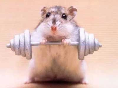 animal+work+out.jpg