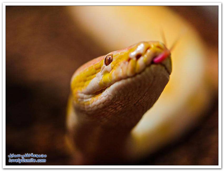 Snakes-beautiful-but-terrifying-12.jpg