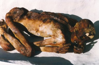 ginger10.jpg