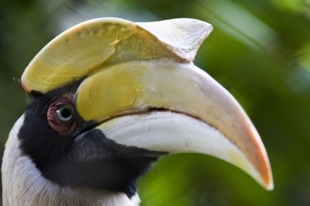 beautiful_birds_of_the_world_640_08.jpg