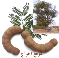 tamarind03.gif
