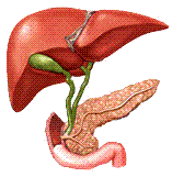 pancreas.GIF