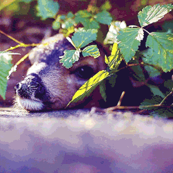 tumblr_msnxa0TZTW1sg1vxwo3_250.gif