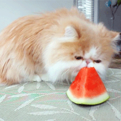 tumblr_lyhj7yvLW31r8nmz2o4_250.gif