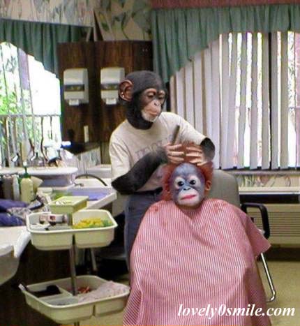 monkey-1.jpg