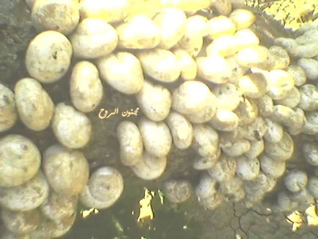 spm_a044.jpg