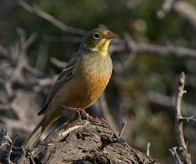 Ortolan20080411_c.jpg