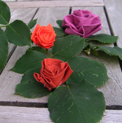 rosetissu6.jpg