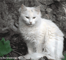 0703110619052192383328.gif