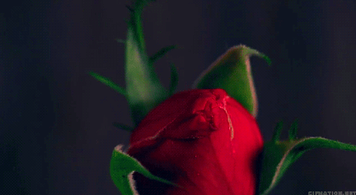 tumblr_m4negsLbcQ1qdyxtgo1_500.gif