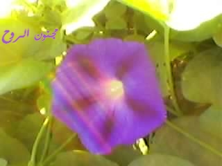 sp_a0225.jpg