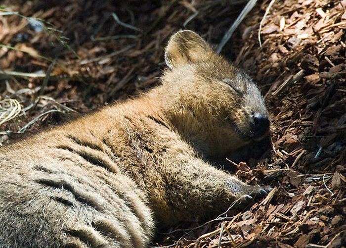 quokka_02237_006.jpg