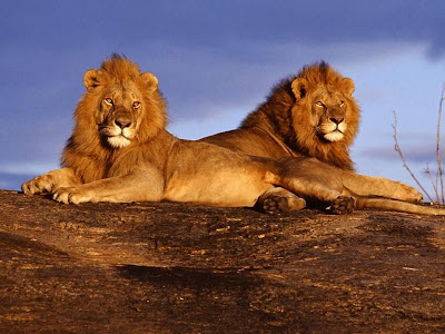 110animalfl2.jpg