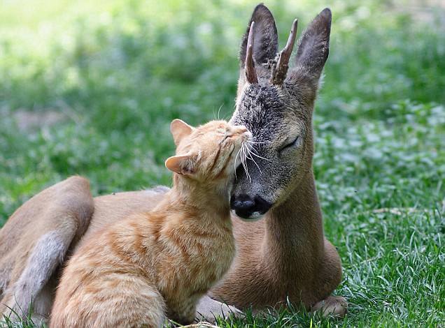 interspecies_friendships_27.jpg