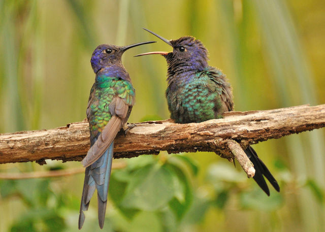 beautiful_birds_of_the_world_640_15.jpg
