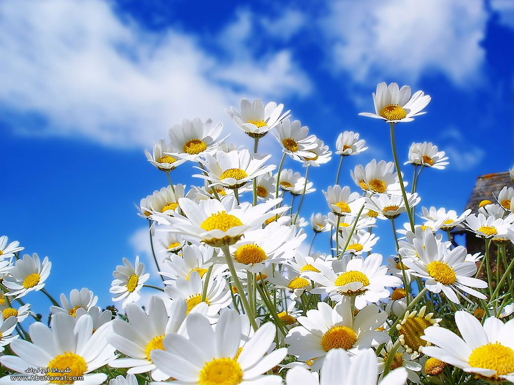 flower16.jpg