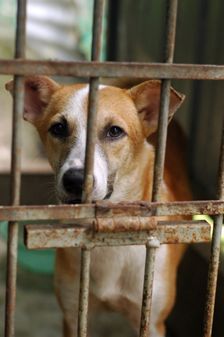 shelter_dog.jpg