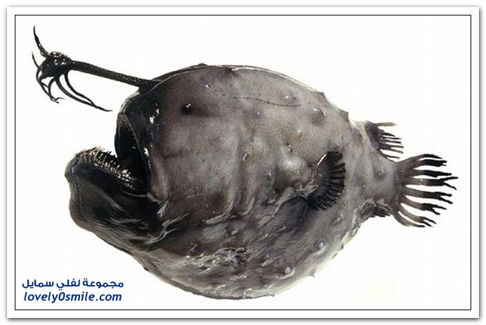 strange-fishes-01.jpg