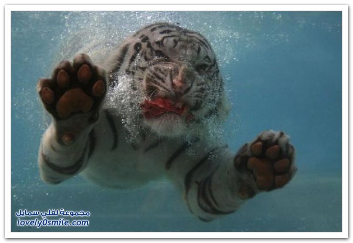 Moments-of-zoo-13.jpg