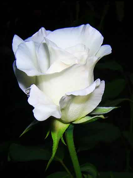 fleur.jpg