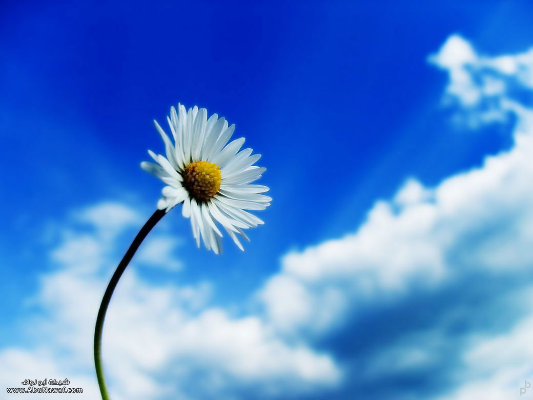 flower5.jpg