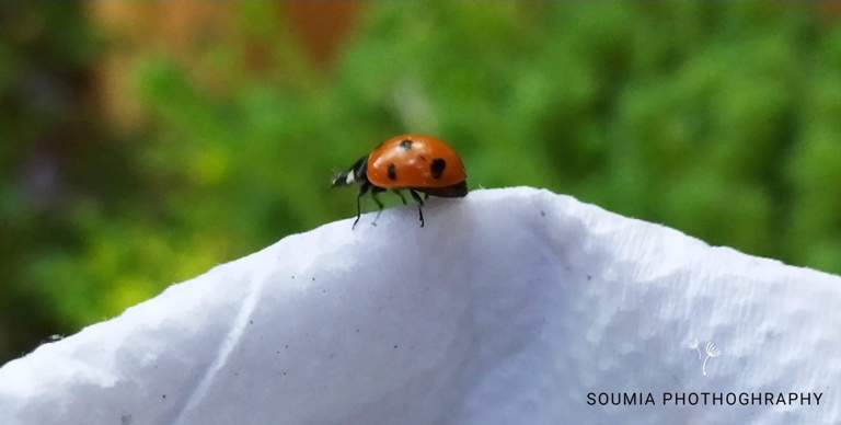 image130182.html