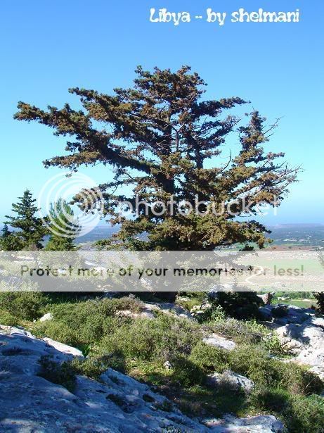 Libyanforest32.jpg