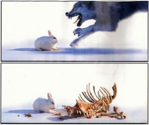 real20rabbitsn5-300x252.jpg