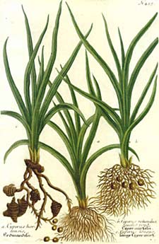 cyperus2.jpg