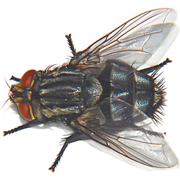 mouche.jpg