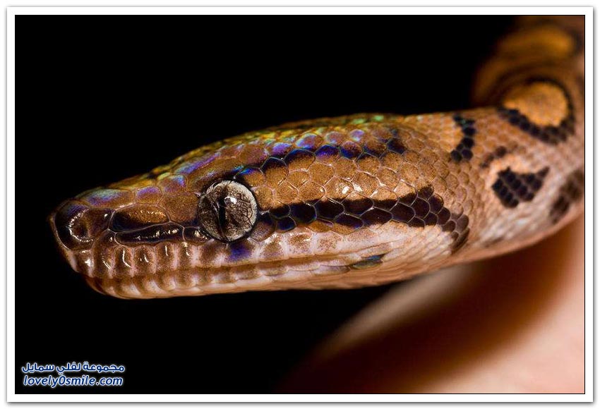Snakes-beautiful-but-terrifying-11.jpg
