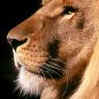 Lion.jpg