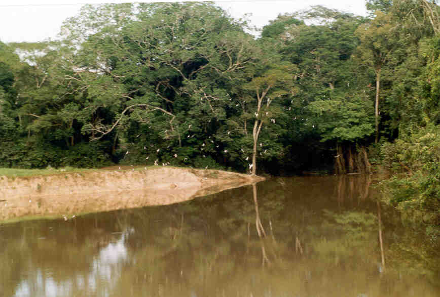 riverwithbirds.jpg