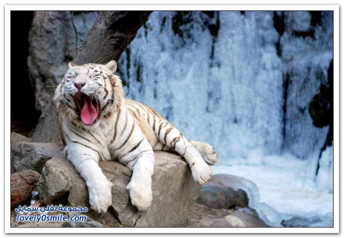 Moments-of-zoo-23.jpg