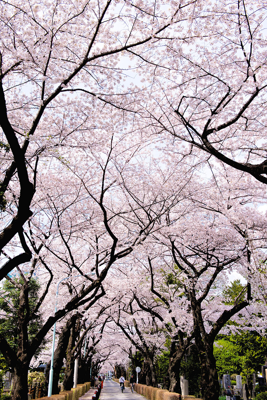cherry-blossom-sakura-22.jpg
