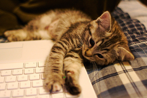 cat-cute-kitten-laptop-sweet-Favim.com-98743.jpg
