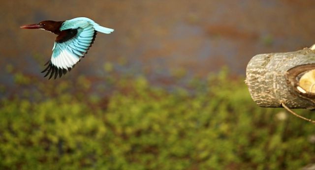 beautiful_birds_of_the_world_640_05.jpg