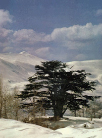 lebanon_nature15.jpg
