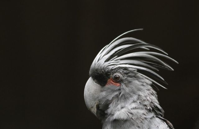 beautiful_birds_of_the_world_640_02.jpg
