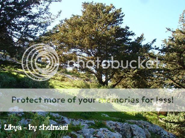 Libyanforest25.jpg
