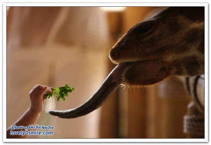 Moments-of-zoo-05.jpg