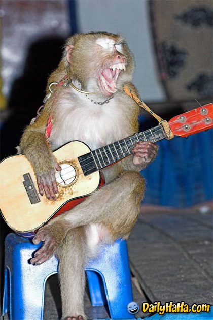 monkey_guitar.jpg