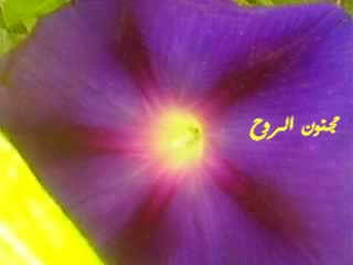 sp_a0226.jpg
