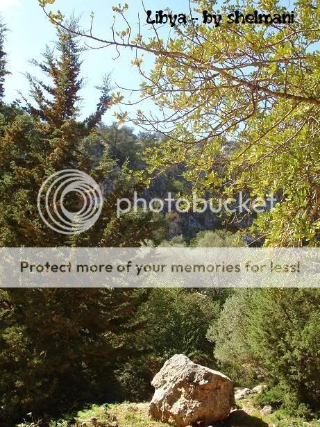 Libyanforest5.jpg