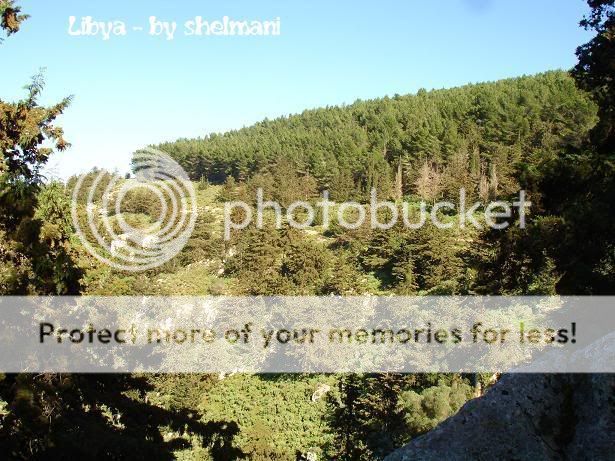 Libyanforest33.jpg