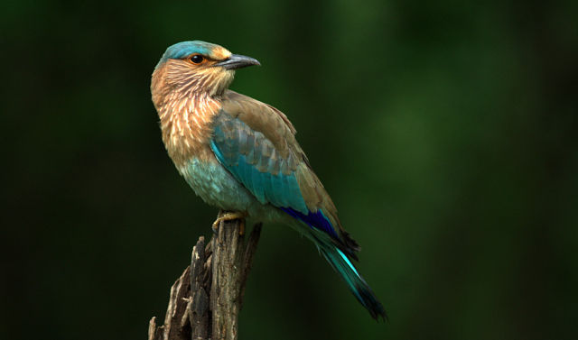 beautiful_birds_of_the_world_640_28.jpg