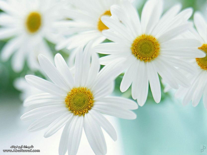 flower9.jpg