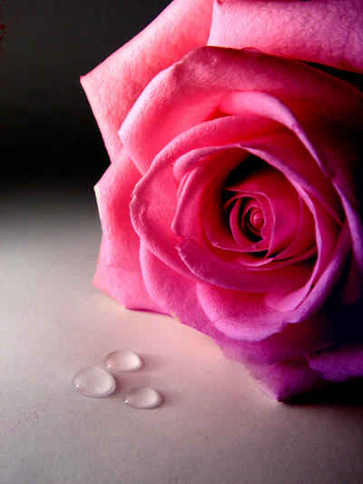 pink_and_purple_rose_by_SuteishiiJein.jpg