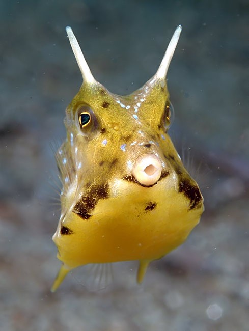 cowfish1.jpg