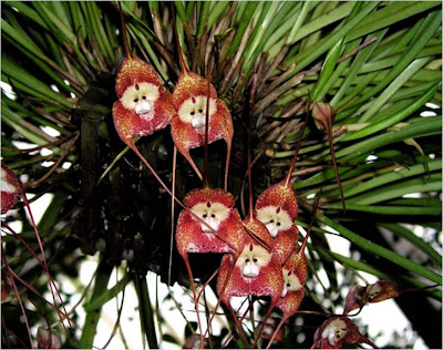 monkey+orchid+.jpg